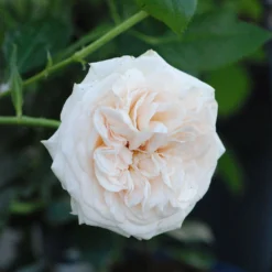 Rosier Décorosiers ? 'amber Voluptia ?' - 5l