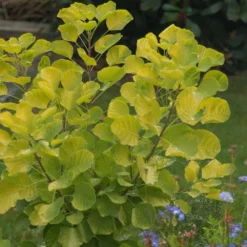 Arbre à Perruques Doré - 5l