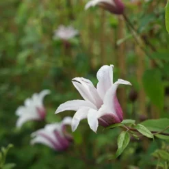 Clématite 'princess Kate®' ('zoprika') - Clematis Texensis 3l -Jardalis Soldes Magasin 64870cd0132795.26752018
