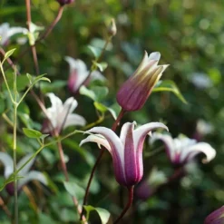 Clématite 'princess Kate®' ('zoprika') - Clematis Texensis 3l -Jardalis Soldes Magasin 64870cd01d8a44.32004673