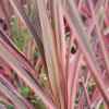 Cordyline 'southern Splendour' - 5l