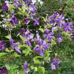 Clématite 'tie Dye' Clematis Jackmanii 3l -Jardalis Soldes Magasin 648993b12a7d77.11995738