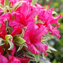 Azalée Du Japon 'silver Sword' - 3l