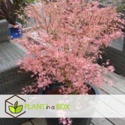 Japanese Maple 'taylor' - 'limited Edition' - Pot 19cm - Hauteur 60-70cm -Jardalis Soldes Magasin 64932591647bf2.45258243