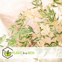 Japanese Maple 'taylor' - 'limited Edition' - Pot 19cm - Hauteur 60-70cm -Jardalis Soldes Magasin 64932591b4e217.18472860