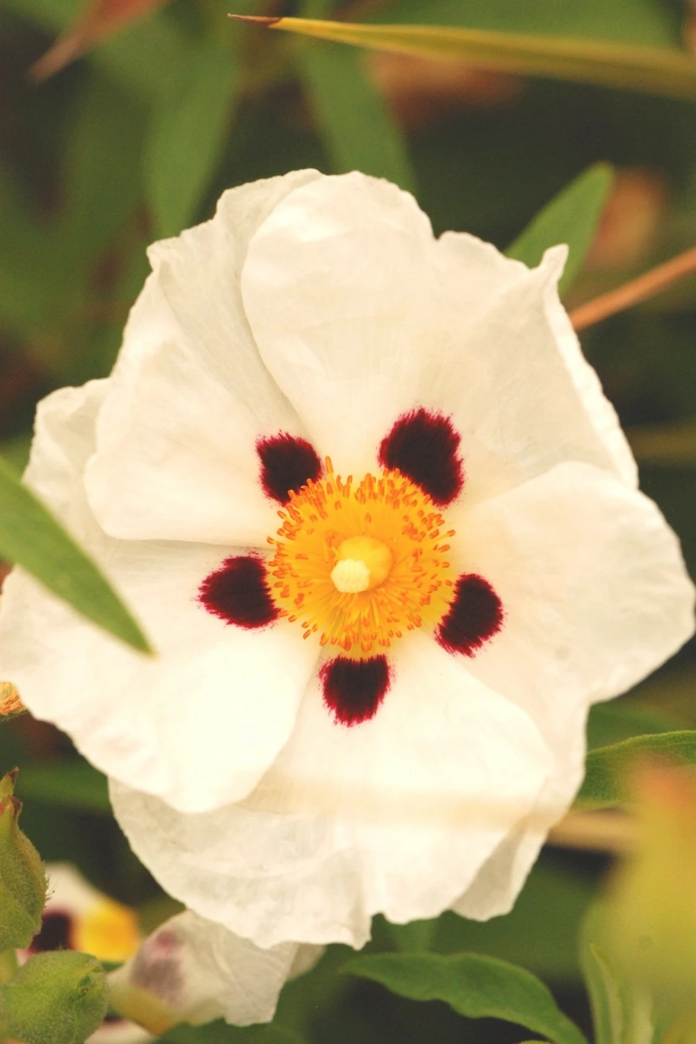 Ciste 'alan Frad' - 3l 1 Ciste 'alan Frad' - 3l