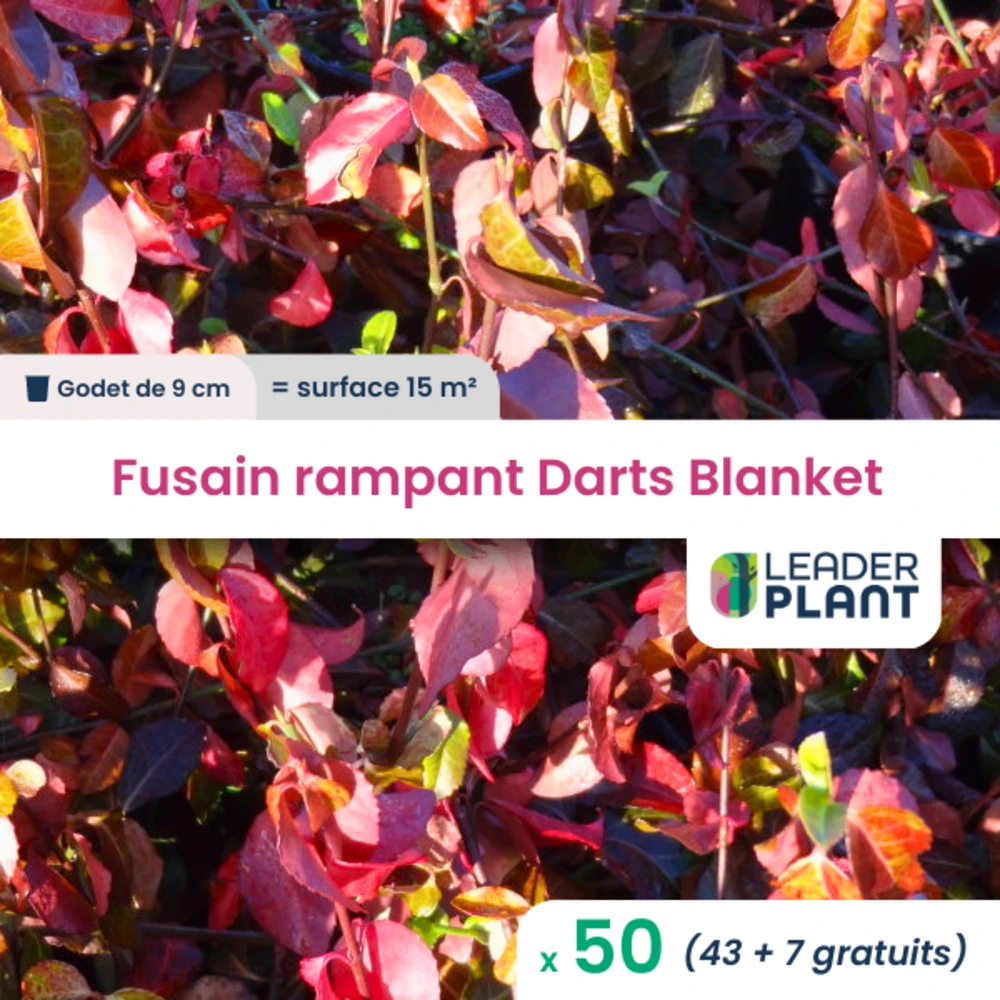 50 X Fusain Rampant Darts Blanket En Godet 1 50 X Fusain Rampant Darts Blanket En Godet