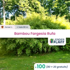 100 X Bambou Fargesia Rufa En Pot De 1 L