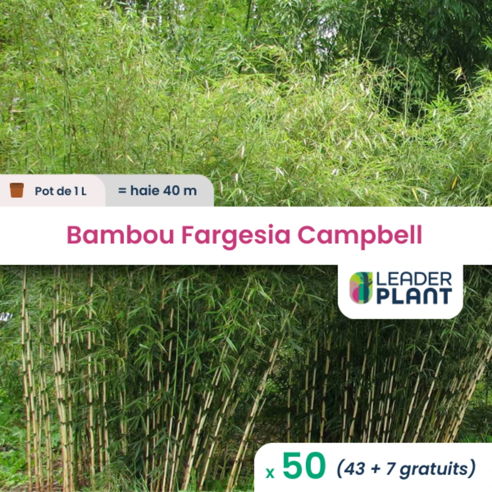 50 X Bambou Fargesia Campbell En Pot De 1 L 1 50 X Bambou Fargesia Campbell En Pot De 1 L