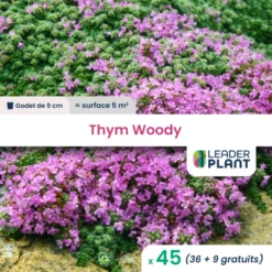 45 X Thym Laineux Rampant Woody En Godet