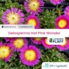 11 X Delosperma Hot Pink Wonder ® En Godet