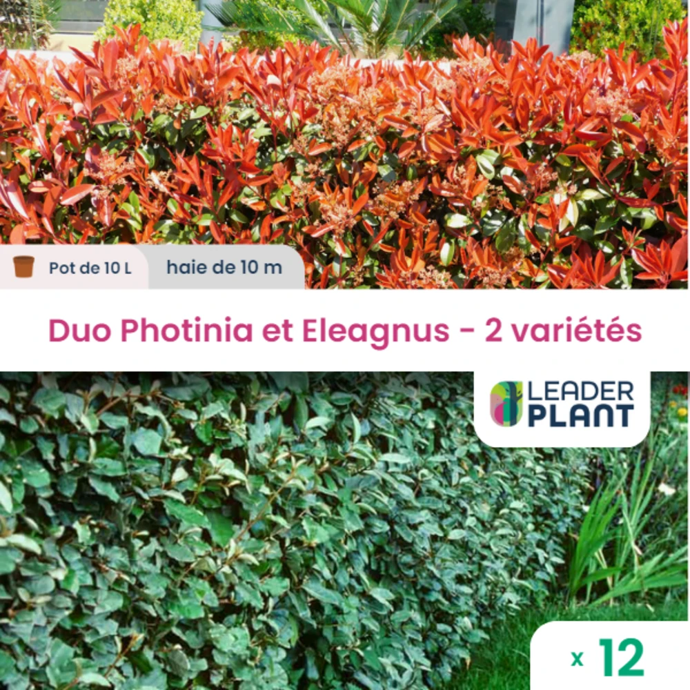 Duo De Lauriers Rouge Et Argent - 2 Variétés - Lot De 12 Plants En Pot De 10 L 1 Duo De Lauriers Rouge Et Argent - 2 Variétés - Lot De 12 Plants En Pot De 10 L