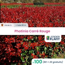 100 X Photinia Carré Rouge En Pot De 2 L