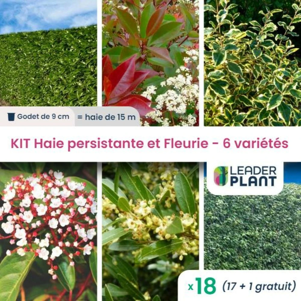 Kit Haie Persistante Et Fleurie 6 Variétés – Lot De 18 Plants En Godet 1 Kit Haie Persistante Et Fleurie 6 Variétés – Lot De 18 Plants En Godet