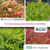 Kit Haie Basse Persistante - 4 Variétés - Lot De 100 Plants En Godet