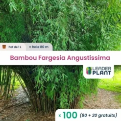 100 X Bambou Fargesia Angustissima En Pot De 1 L