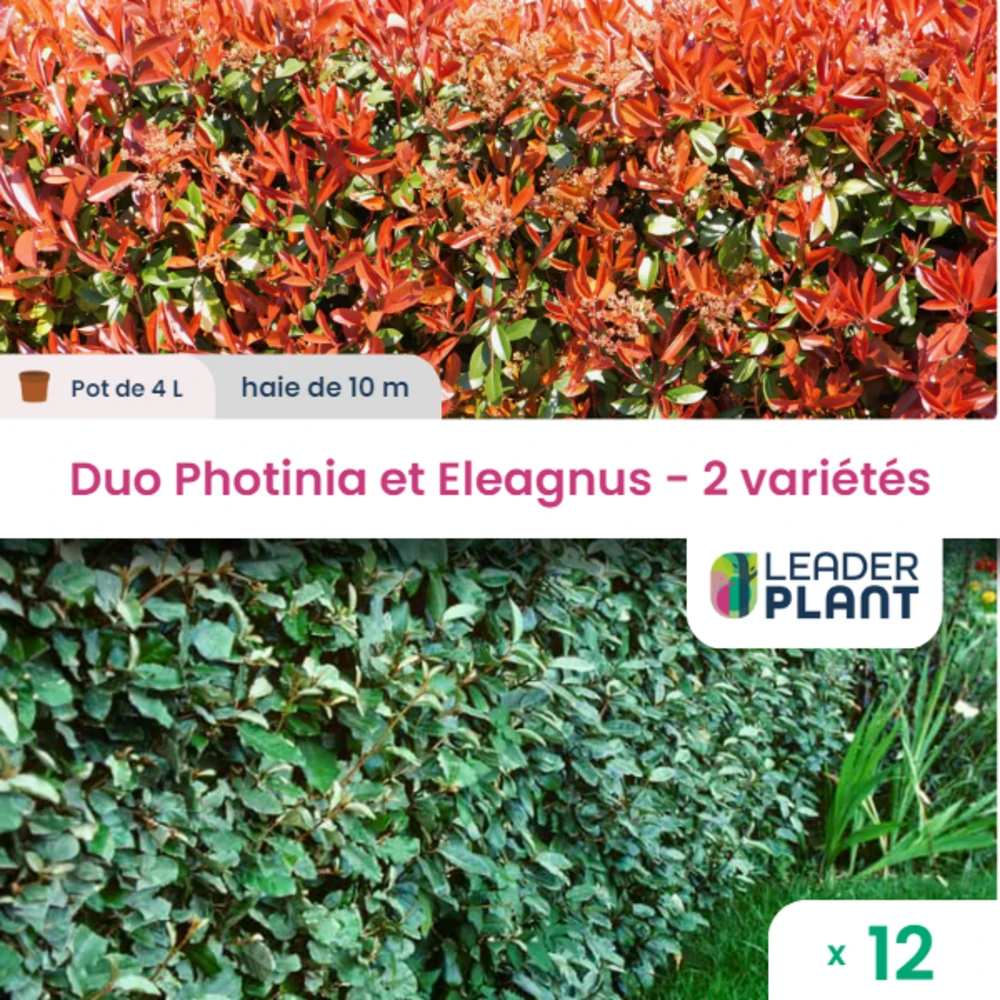 Duo De Lauriers Rouge Et Argent - 2 Variétés - Lot De 12 Plants En Pot De 4 L 1 Duo De Lauriers Rouge Et Argent - 2 Variétés - Lot De 12 Plants En Pot De 4 L