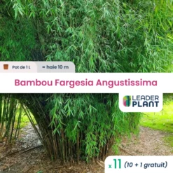 11 X Bambou Fargesia Angustissima En Pot De 1 L