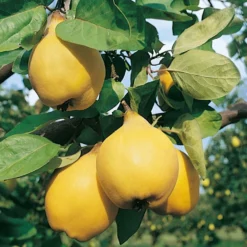 Cognassier Champion : Gobelet 3 Ans D'âge -Jardalis Soldes Magasin 6532 004