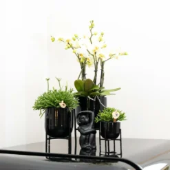 Rhipsalis Baccifera - H15cm, ø9cm - Plante D'intérieur 8 Rhipsalis Baccifera - H15cm, ø9cm - Plante D'intérieur -Jardalis Soldes Magasin 6638490801f056b7