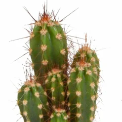 Cactus, Box De 5 Plantes - H8cm, ø5,5cm - Plantes D'intérieur 8 Cactus, Box De 5 Plantes - H8cm, ø5,5cm - Plantes D'intérieur -Jardalis Soldes Magasin 664e171e2bda6fec