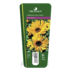 Soleil Vivace : Lot De 3 Godets 7 Soleil Vivace : Lot De 3 Godets -Jardalis Soldes Magasin 682893 001