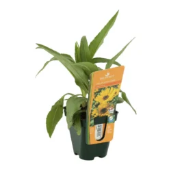 Soleil Vivace : Lot De 3 Godets 6 Soleil Vivace : Lot De 3 Godets -Jardalis Soldes Magasin 682893 002