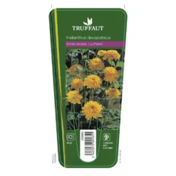 Soleil Vivace : Lot De 3 Godets