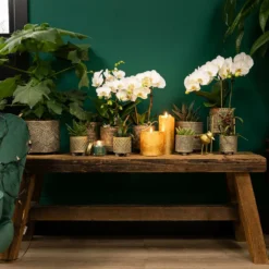 Haworthia Limifolia - ø6cm - H11cm, ø6cm - Plante D'intérieur 8 Haworthia Limifolia - ø6cm - H11cm, ø6cm - Plante D'intérieur -Jardalis Soldes Magasin 6945dc1ff6ec8dda