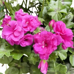 Géranium Lierre Double 'Royal® Blue' Label Rouge : 10 Plants