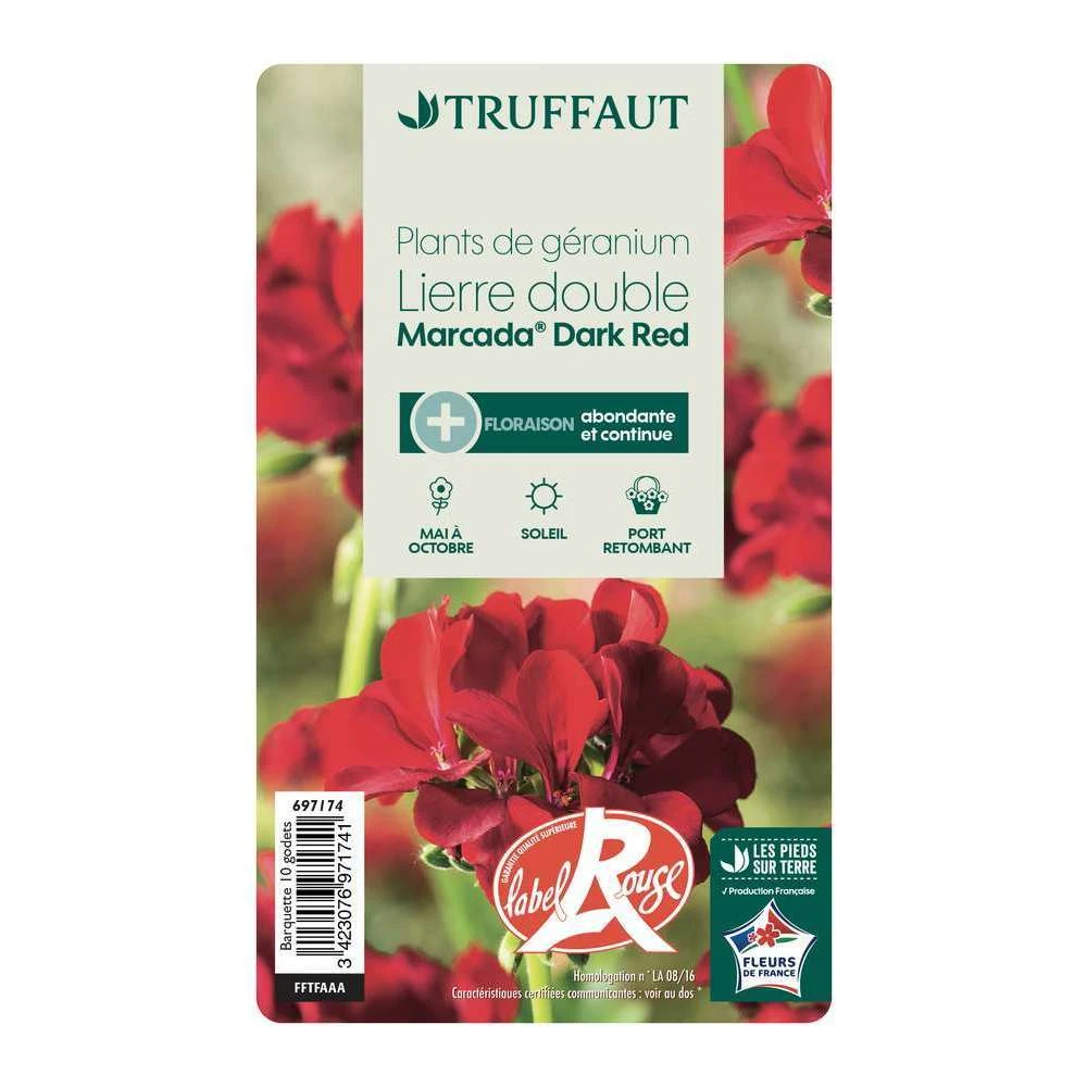 Géranium Lierre Double 'Marcada® Dark Red' Label Rouge : 10 Plants 3 Géranium Lierre Double 'Marcada® Dark Red' Label Rouge : 10 Plants – Image 3