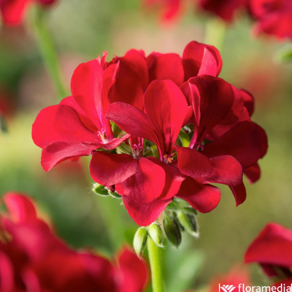 Géranium Lierre Double 'Marcada® Dark Red' Label Rouge : 10 Plants 1 Géranium Lierre Double 'Marcada® Dark Red' Label Rouge : 10 Plants