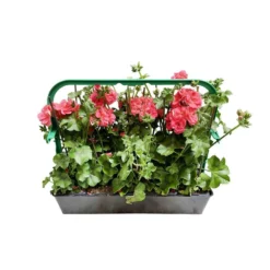 Géranium Lierre Double 'Royal® Salmon' Label Rouge : 10 Plants -Jardalis Soldes Magasin 697176 010