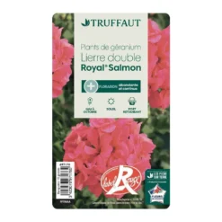 Géranium Lierre Double 'Royal® Salmon' Label Rouge : 10 Plants -Jardalis Soldes Magasin 697176 013