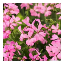 Géranium Lierre Double 'Marcada® Pink' Label Rouge : 10 Plants