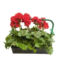 Géranium Zonale 'Sunrise® Fernando' Label Rouge : 10 Plants 7 Géranium Zonale 'Sunrise® Fernando' Label Rouge : 10 Plants -Jardalis Soldes Magasin 697186 002