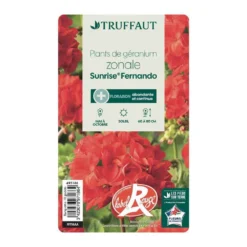 Géranium Zonale 'Sunrise® Fernando' Label Rouge : 10 Plants 8 Géranium Zonale 'Sunrise® Fernando' Label Rouge : 10 Plants -Jardalis Soldes Magasin 697186 004