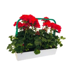 Géranium Zonale 'Tango® Neon Purple' Label Rouge : 10 Plants 7 Géranium Zonale 'Tango® Neon Purple' Label Rouge : 10 Plants -Jardalis Soldes Magasin 697190 002