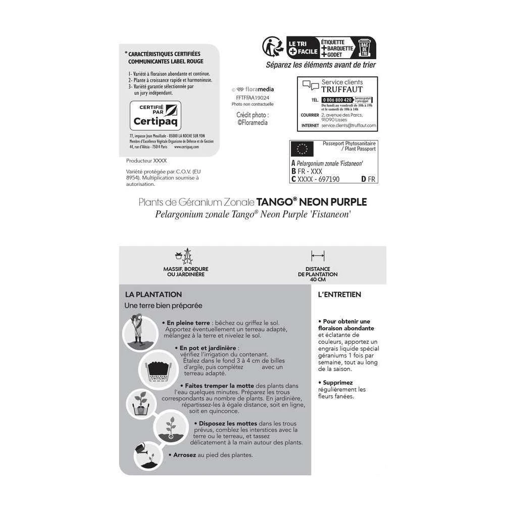 Géranium Zonale 'Tango® Neon Purple' Label Rouge : 10 Plants 5 Géranium Zonale 'Tango® Neon Purple' Label Rouge : 10 Plants – Image 5