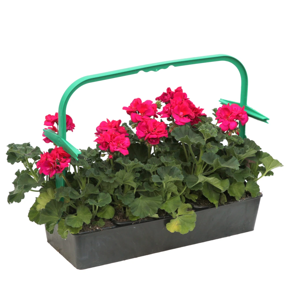 Géranium Zonale 'Tango® Neon Purple' Label Rouge : 10 Plants 2 Géranium Zonale 'Tango® Neon Purple' Label Rouge : 10 Plants – Image 2