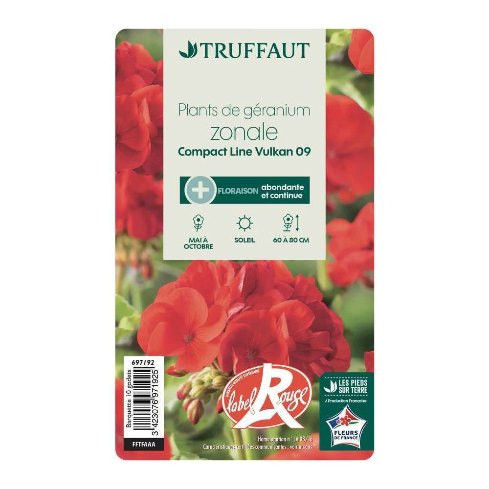 Géranium Zonale 'Compact Line Vulkan 09' Label Rouge : 10 Plants 4 Géranium Zonale 'Compact Line Vulkan 09' Label Rouge : 10 Plants – Image 4