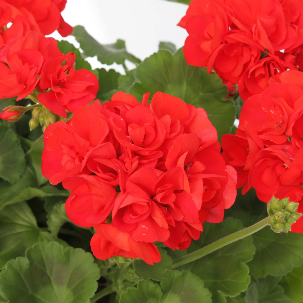 Géranium Zonale 'Compact Line Vulkan 09' Label Rouge : 10 Plants 2 Géranium Zonale 'Compact Line Vulkan 09' Label Rouge : 10 Plants – Image 2