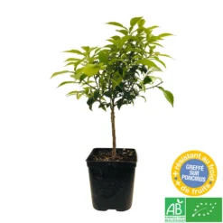 Yuzu AB: Pot 3L, Greffe -Jardalis Soldes Magasin 697329 005
