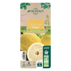 Yuzu AB: Pot 3L, Greffe