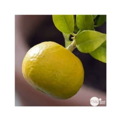 Mandarinier : C3L, Agriculture Biologique 8 Mandarinier : C3L, Agriculture Biologique -Jardalis Soldes Magasin 697332 001