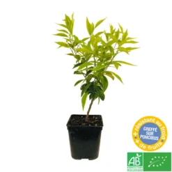 Mandarinier : C3L, Agriculture Biologique 9 Mandarinier : C3L, Agriculture Biologique -Jardalis Soldes Magasin 697332 004