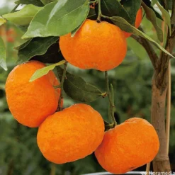 Mandarinier : C3L, Agriculture Biologique 10 Mandarinier : C3L, Agriculture Biologique -Jardalis Soldes Magasin 697332 005