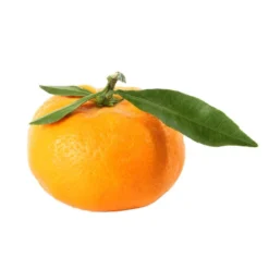 Mandarinier : C3L, Agriculture Biologique 11 Mandarinier : C3L, Agriculture Biologique -Jardalis Soldes Magasin 697332 009