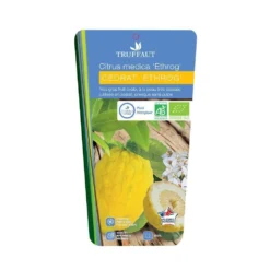 Cedratier 'ethrog' : AB, C3L -Jardalis Soldes Magasin 697335 002