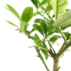 Cedratier 'ethrog' : AB, C3L -Jardalis Soldes Magasin 697335 004